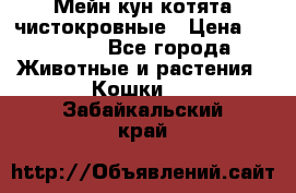 Мейн-кун котята чистокровные › Цена ­ 25 000 - Все города Животные и растения » Кошки   . Забайкальский край